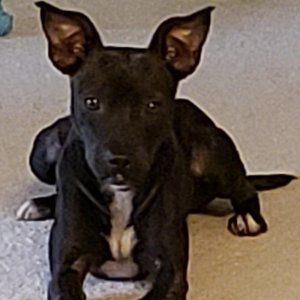 Meet your Posher, Bonnie